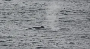 Whale Watching